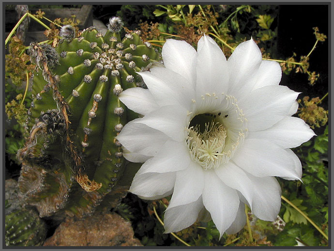 cactus flower