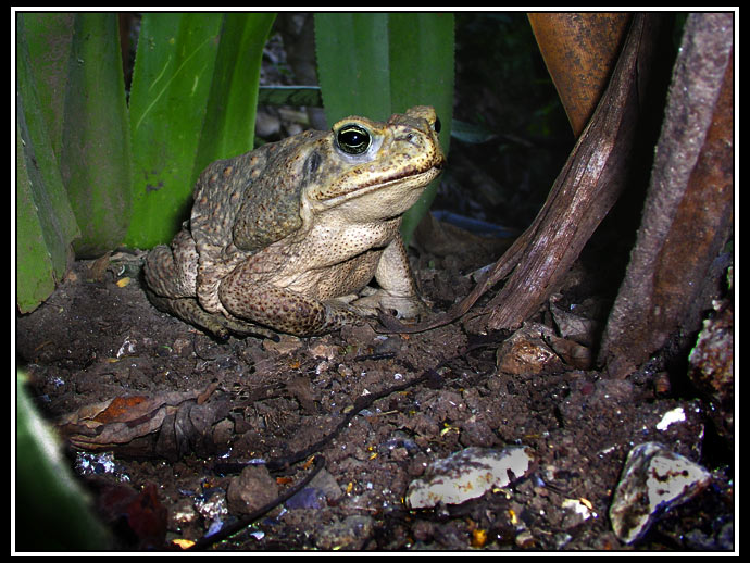 cane toad