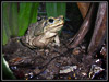 cane toad