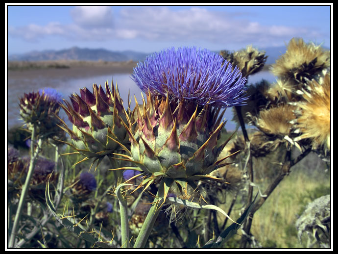 thistle composite photo