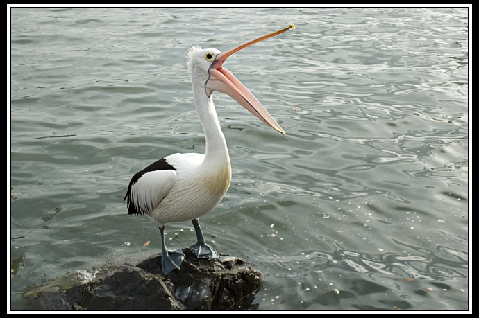 pelican