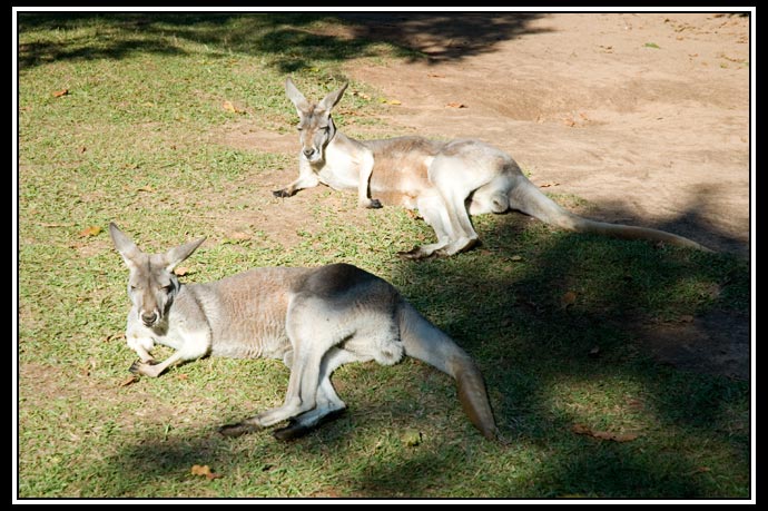 wallabies