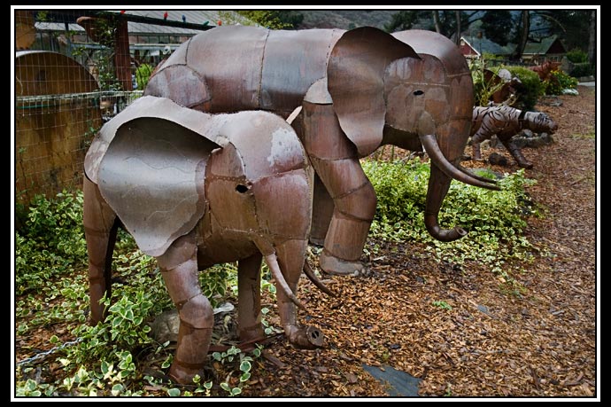 elephants